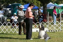 Carly obedience
