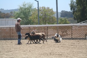 Fonzie herding